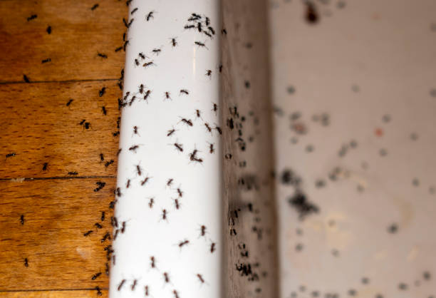Best Commercial Pest Control Services  in Perryville, AR