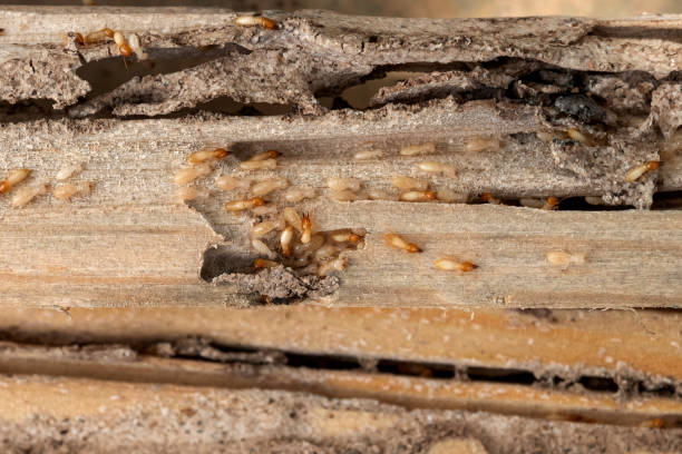 Best Emergency Pest Control  in Perryville, AR